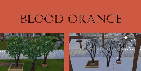 Blood Orange Harvestable